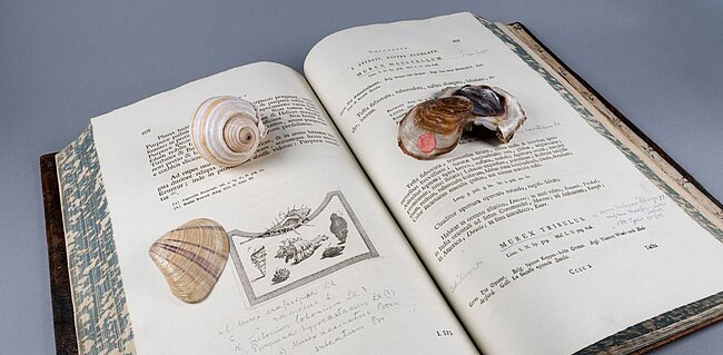 Typenkatalog von Ignaz von Born