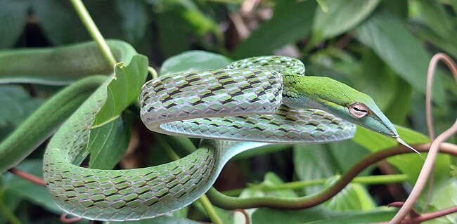 Fauna der Insel Langkawi, (c) NHM Wien, Silke Schweiger