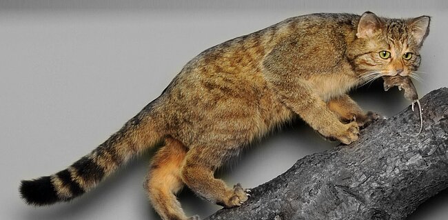 Wildkatze mit einer Maus im Maul