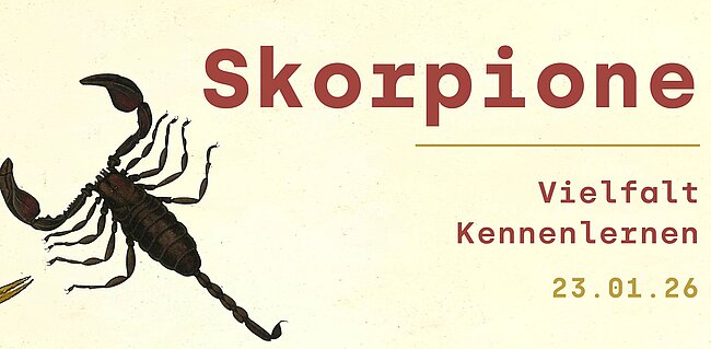 © NHM Wien, Daniela Tucci