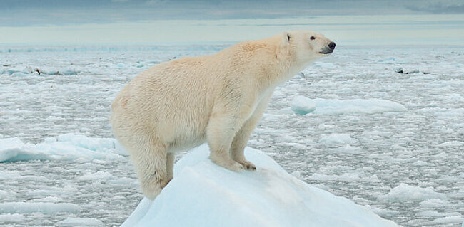 Eisbär © WWF