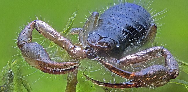 Pseudoskorpion Moosskorpion Neobisium (c) Jürgen Guttenberger