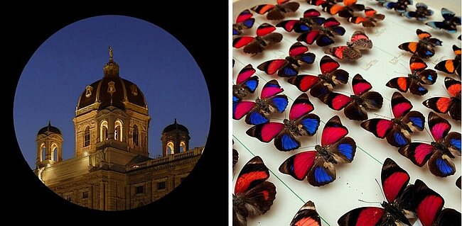 Kuppel des Naturhistorischen Museums Wien und Schmetterlinge