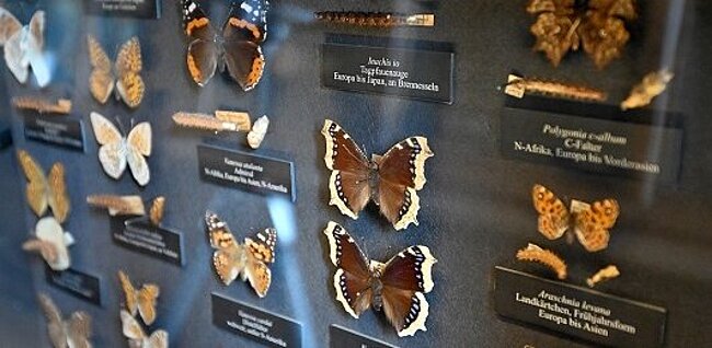 Insektensammlung NHM Wien Saal 24 (c) NHM Wien, Chloé Potter