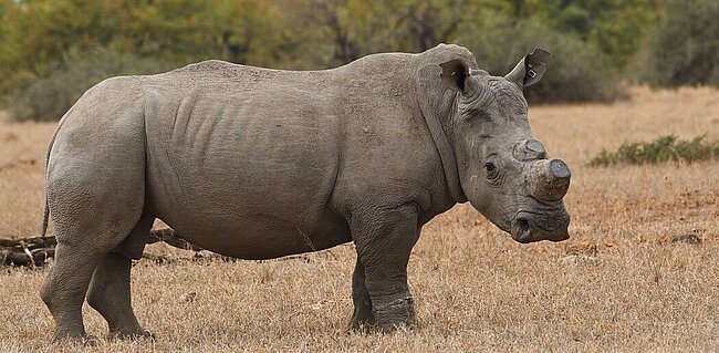 © NHM Wien, Frank Zachos