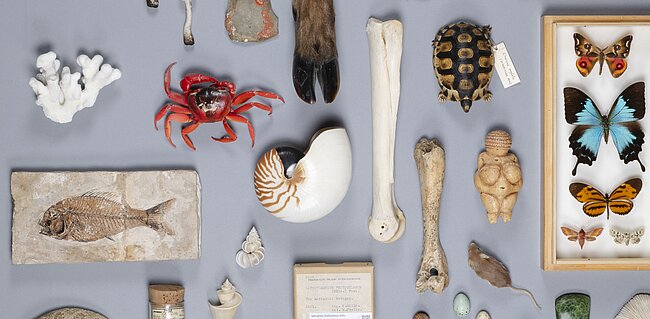 Diverse auf einem Tisch aufgelegte Objekte aus dem Naturhistorischen Museum Wien