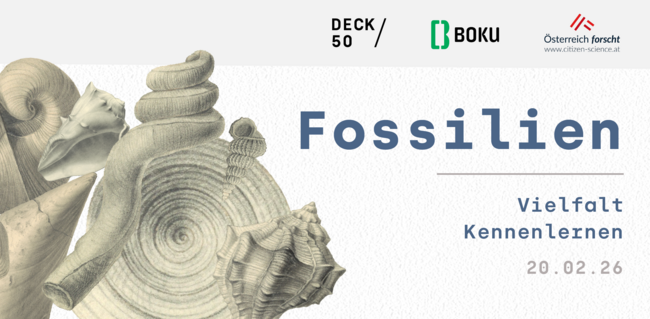 Vielfalt Kennenlernen Fossilien