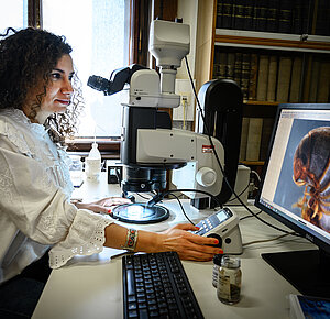 NHM Wissenschaftlerin Nesrine Akkari am Mikroskop; © NHM Wien
