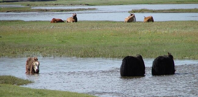 Yak und Rinder im Orkhon Tal, Mongolei (c) J. Peters