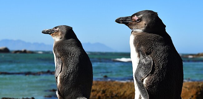 Südafrikanischer Brillenpinguin © NHM Wien, Frank Zachos