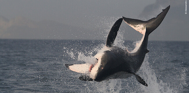 Great White Shark, (C) Alessandro De Maddalena