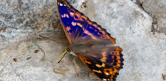 Schmetterling mit ausgebreiteten Flügeln auf einem Stein