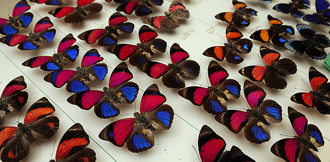Schmetterlinge; (c) NHM Wien, K. Kracher