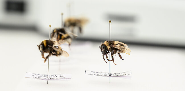(c) NHM Wien, Christina Rittmannsperger
