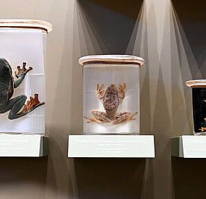 © NHM Wien, Chloe Potter