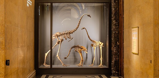 Drei Moa-Skelette in einer Vitrine