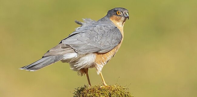 Sparrow Hawk; (c) Birdlife