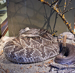 © NHM Wien, Chloe Potter