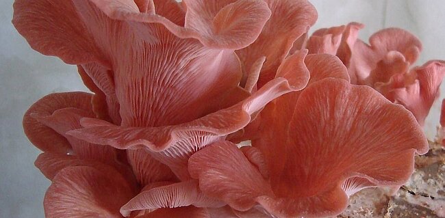 Pilze