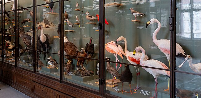 Glasvitrine mit vielen unterschiedlichen Vögeln