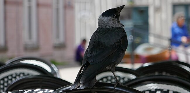 Dohle auf Sessel sitzend