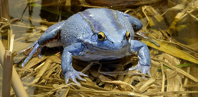 Modell eines Moorfrosches